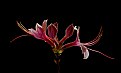 Picture Title - WV wild azalea-pinkster- other  side