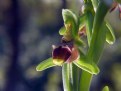 Picture Title - Ophrys carmeli