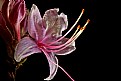 Picture Title - WV wild azalea-pinkster-close up