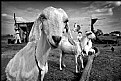 Picture Title - Goat at a Farmer's Hut