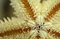 Picture Title - A starfish