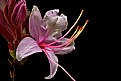 Picture Title - WV wild azalea-pinkster-close up  2