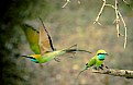 Picture Title - Green bee eater