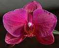 Picture Title - Orchid