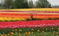 Picture Title - Tulips! Tulips!