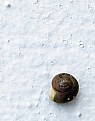 Picture Title - Snail on a Wall