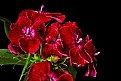 Picture Title - sweet william -red and wet