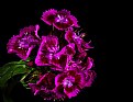Picture Title - sweet william-deep purple and wet