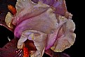 Picture Title - convoluted iris