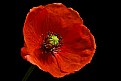 Picture Title - poppy