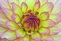 Dahlia by Design