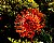 Protea Pincushion 