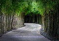 Picture Title - bamboo laneway