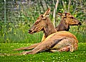 Picture Title - Relaxing | Yellowstone National Park | July 2011