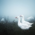 Picture Title - geese II