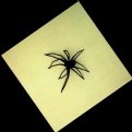 Picture Title - ILLUSION - What is it? A Flower Sketch, or a Spider?