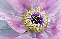 Picture Title - Peony Packs a Punch