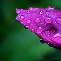 Picture Title - Rhodo in the Rain