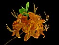 Picture Title - WV wild azalea-flame late bloomer