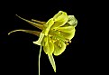 Picture Title - columbine