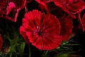 Picture Title - sweet william -red 