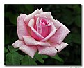 Picture Title - Summer Rose (d6547)