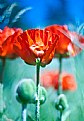 Picture Title - mountain poppies