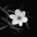 Picture Title - Rain Flower