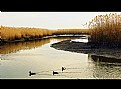 Picture Title - Life on the Marsh