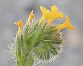 Picture Title - Fiddleneck