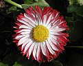 Picture Title - English Daisy