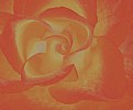 Picture Title - Rose Abstract