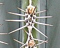 Picture Title - Cactus Spine