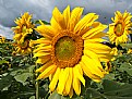 Picture Title - Sunflowers