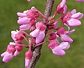 Picture Title - Redbud