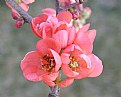 Picture Title - Flowering Quince