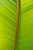 Banana Leaf Striations