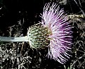 Picture Title - Wavy Leaf Thistle