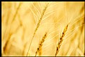 Picture Title - Golden Wheat