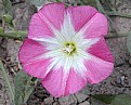 Picture Title - Bindweed