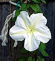 Picture Title - Moon Flower