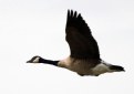 Picture Title - Goose