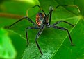 Picture Title - Assassin Bug