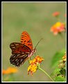 Picture Title - Butterfly I