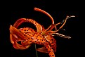 Picture Title - tiger lily 3