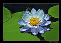 Picture Title - Waterlily (d6623)