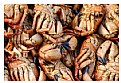 Picture Title - Crabs