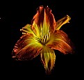 Picture Title - golden lily
