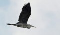 Picture Title - stork