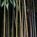 Picture Title - bamboo